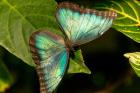 Blue Morpho Butterfly On A Leaf