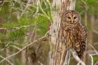 Barred Owl In Everglades National Park, Florida