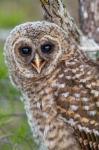 Fledgling Barred Owl In Everglades National Park, Florida