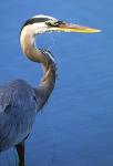 Doomed Great Blue Heron, Venice, Florida