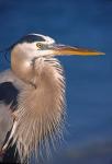 Great Blue Heron, Florida