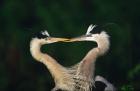 Great Blue Heron Pair, Venice, Florida