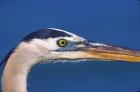 Great Blue Heron, Sanibel Island, Florida