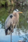 Florida Orlando Great Blue Heron at Gatorland