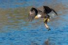 Eagle Catching A Fish,  St John River