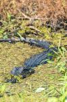 Alligator In St John River