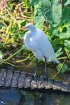 Egret On An Alligator'a Tail