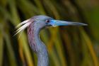 Florida St Augustine, Little Blue Heron at the Alligator Farm