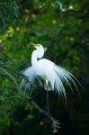 Egret In Breeding Plumage