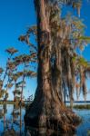 Pond Cyprus And Spanish Moss In A Swamp