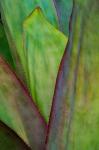 Agave Detail, Florida