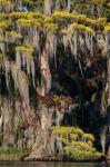 Swamp Cyprus And Spanish Moss