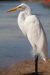 Great Egret (Ardea Alba) On Tigertail Beach Lagoon, Marco Island, Florida