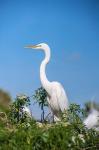 Florida Orlando Great Blue Heron