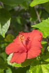 Hibiscus, New Smyrna Beach, Florida