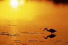 Little Blue Heron at sunset, J.N.Ding Darling National Wildlife Refuge, Florida