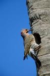 Northern Flicker At Nest Cavity, Florida