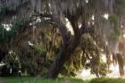 Morning Light Illuminating The Moss Covered Oak Trees, Florida