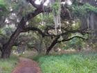 Trail Beneath Moss Covered Oak Trees, Florida Florida