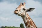 Close-Up Of Giraffe Against A Cloudy Sky
