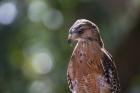 Portrait Of A Perched Hawk