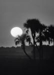 Palm Trees And Sunrise, Florida