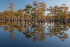 Pond Cyprus In Early Morning Light, Georgia