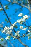 Flowering Dogwood, Savannah, Georgia