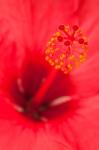 Hawaii, Kauai, Detail Of Hibiscus Flower