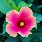 Tropical Hibiscus Flower, Maui, Hawaii