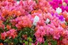 Bougainvillea Flowering, Kihei, Maui, Hawaii