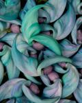 Grouping Flowers Of The Jade Vine, Maui, Hawaii