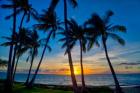 Sunset And Silhouetted Palm Trees, Kihei, Maui, Hawaii