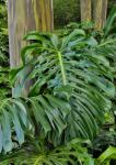 Split Leaf Philodendron And Rainbow Eucalyptus Tree, Kula Botanical Gardens, Maui, Hawaii