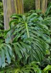 Split Leaf Philodendron And Rainbow Eucalyptus Tree, Kula Botanical Gardens, Maui, Hawaii