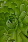 Succulent Close-Up, Upcountry, Maui, Hawaii