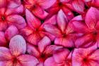 Plumeria Flower Grouping, Maui, Hawaii