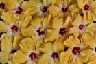 Yellow Hibiscus Flower Grouping, Maui, Hawaii