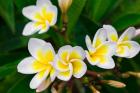 Plumeria Flowers, Island Of Kauai, Hawaii