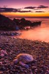 Hawaiian Green Sea Turtle On A Lava Beach At Sunset, Hawaii