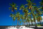 Coconut Palms At Pu'uhonua O Honaunau National Historic Park, Hawaii