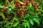 Red Kona Coffee Cherries, Hawaii