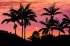 Sunset Through Silhouetted Palm Trees, Kona Coast, Hawaii