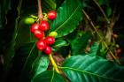 Red Kona Coffee Cherries On The Vine, Hawaii