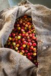 Harvested Coffee Cherries In A Burlap Sack, Hawaii