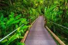 Trail At The Hawaii Tropical Botanical Garden