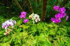 Orchids At The Hawaii Tropical Botanical Garden