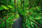 Boulder Creek Trail, Hawaii