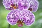 Orchid