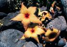 Starfish Flowers, Hawaii